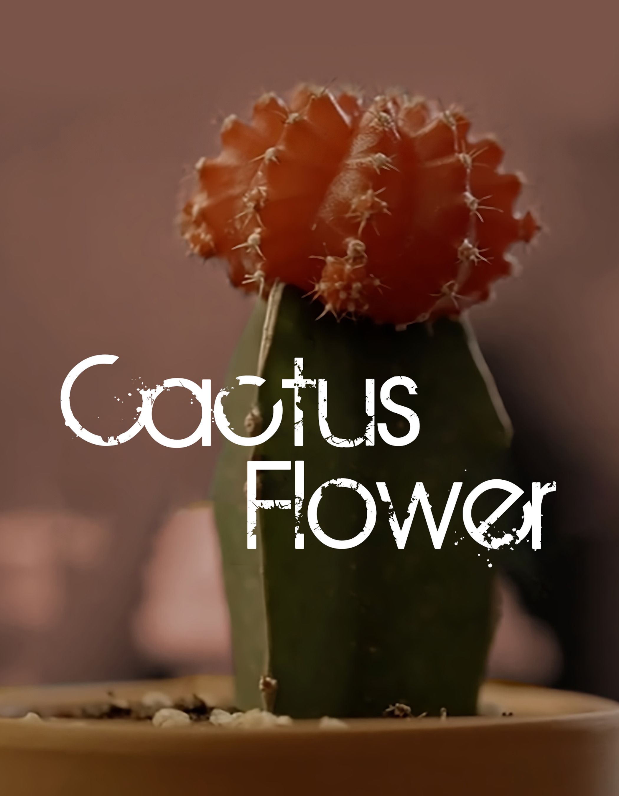 Cactus Flower
