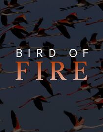 Bird of Fire