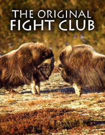 The Original Fight Club