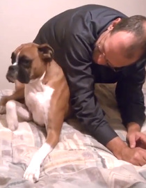 Watch Funny Dogs that are Guilty - Talking Dogs - AFV's Funniest Pets ...