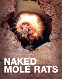 Naked Mole Rats