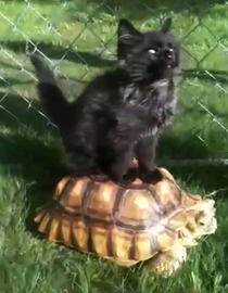 Watch Kitten Rides a Turtle | Free TV Shows | Fawesome TV
