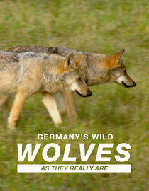 Germany's Wild Wolves As they really are