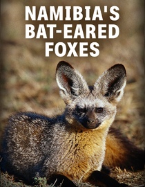 Namibia's Bat-Eared Foxes