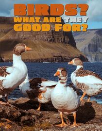 Birds? What Are They Good For?