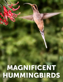 Magnificent Hummingbirds