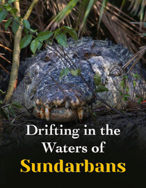 Drifting in the Waters of Sundarbans