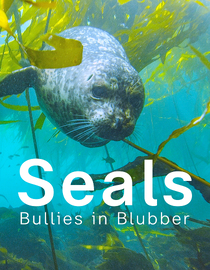 Seals - Bullies in Blubber