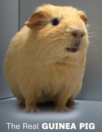 The Real Guinea Pig