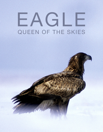 Eagle - Queen of the Skies