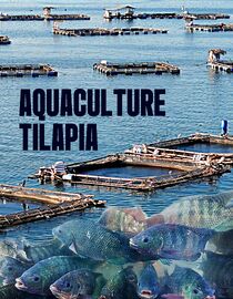 Aquaculture Tilapia