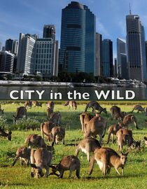 City In The Wild