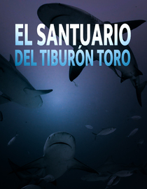 El santuario del Tiburón Toro