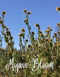 Mojave Bloom