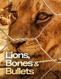 Lions, Bones and Bullets