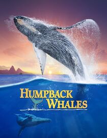 Humpback Whales