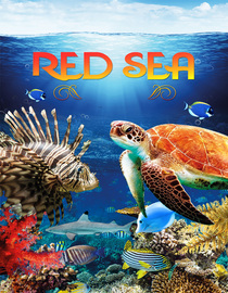 Red Sea