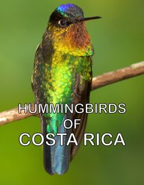 Hummingbirds of Costa Rica