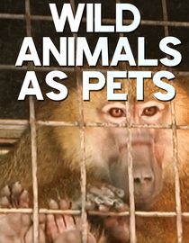 Wild Animals As Pets - Backyard Zoo