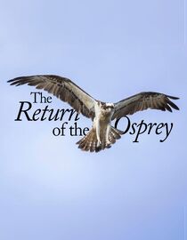 The Return of the Osprey