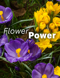Flower Power