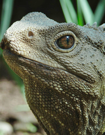 S01 E01 - The Tuatara - Modern Dinosaurs
