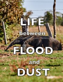 Life between Flood and Dust