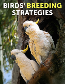 Birds' Breeding Strategies
