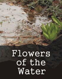 Flowers of the Water