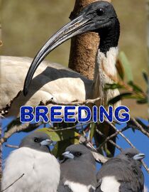 Breeding