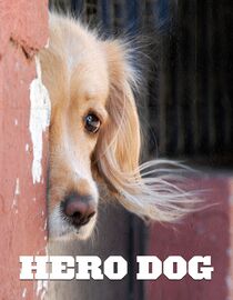 Hero Dog