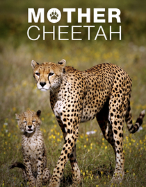 Mother Cheetah