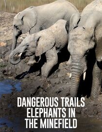 Dangerous Trails: Elephants in the Minefield