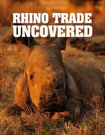 Rhino Trade Uncovered