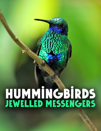 Hummingbirds - Jewelled Messengers