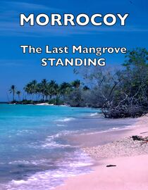 Morrocoy: The Last Mangrove Standing
