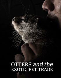 Otters and The Exotic Pet Trade