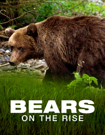 Bears on the Rise