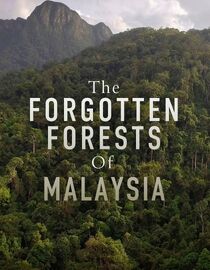 The Forgotten Forests of Malaysia