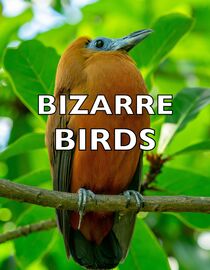 Bizarre Birds
