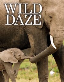 Wild Daze