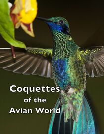 Coquettes of the Avian World