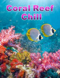 Coral Reef Chill