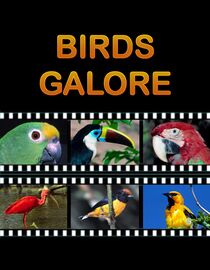 Birds Galore